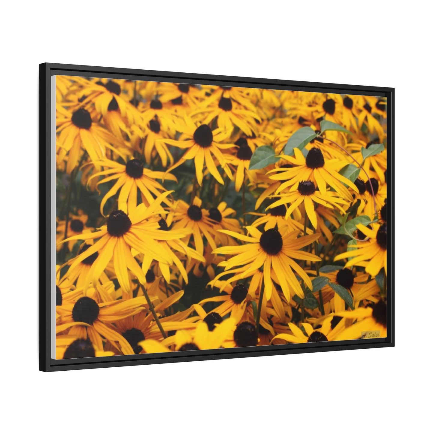 Black Eyed Susans, Matte Canvas, Black Frame