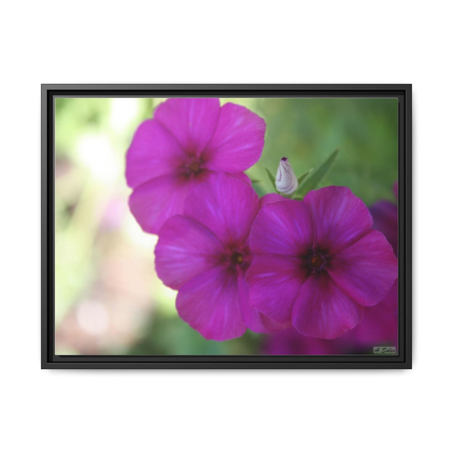 Magenta Flower, Matte Canvas, Black Frame