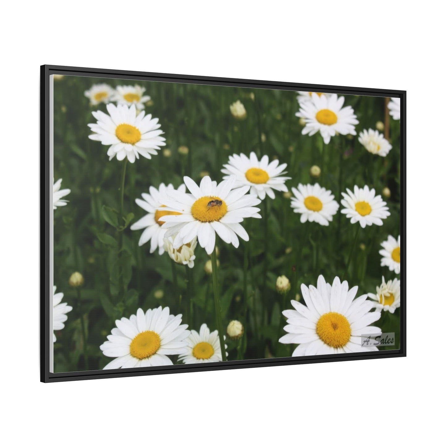 Field of Daisies, Matte Canvas, Black Frame