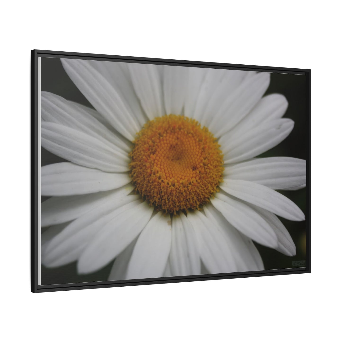 Daisy, Matte Canvas, Black Frame