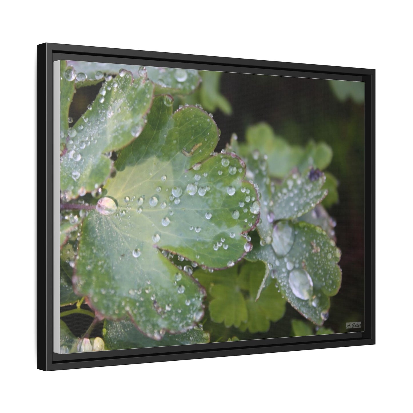 Water and Leaves, Matte Canvas, Black Frame