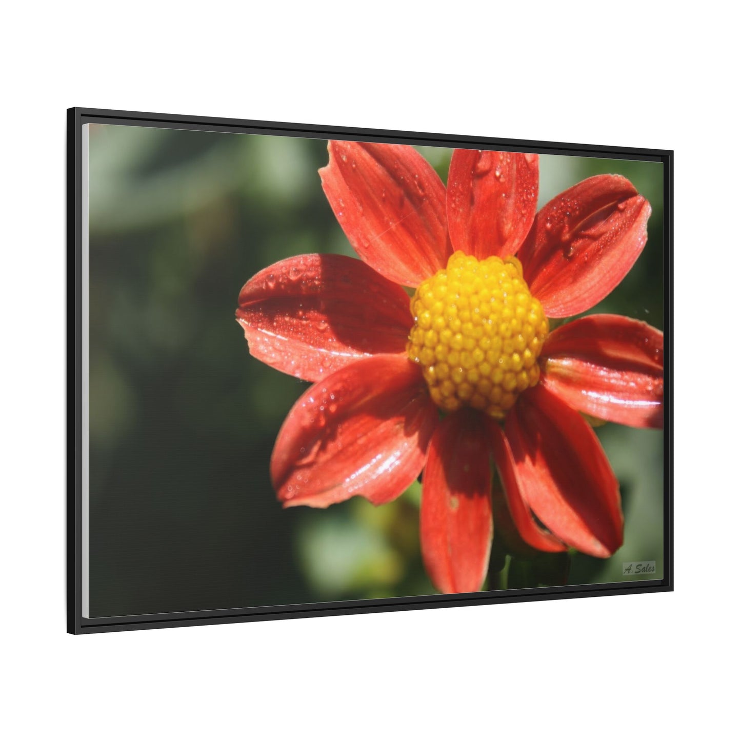 Orange Flower, Matte Canvas, Black Frame