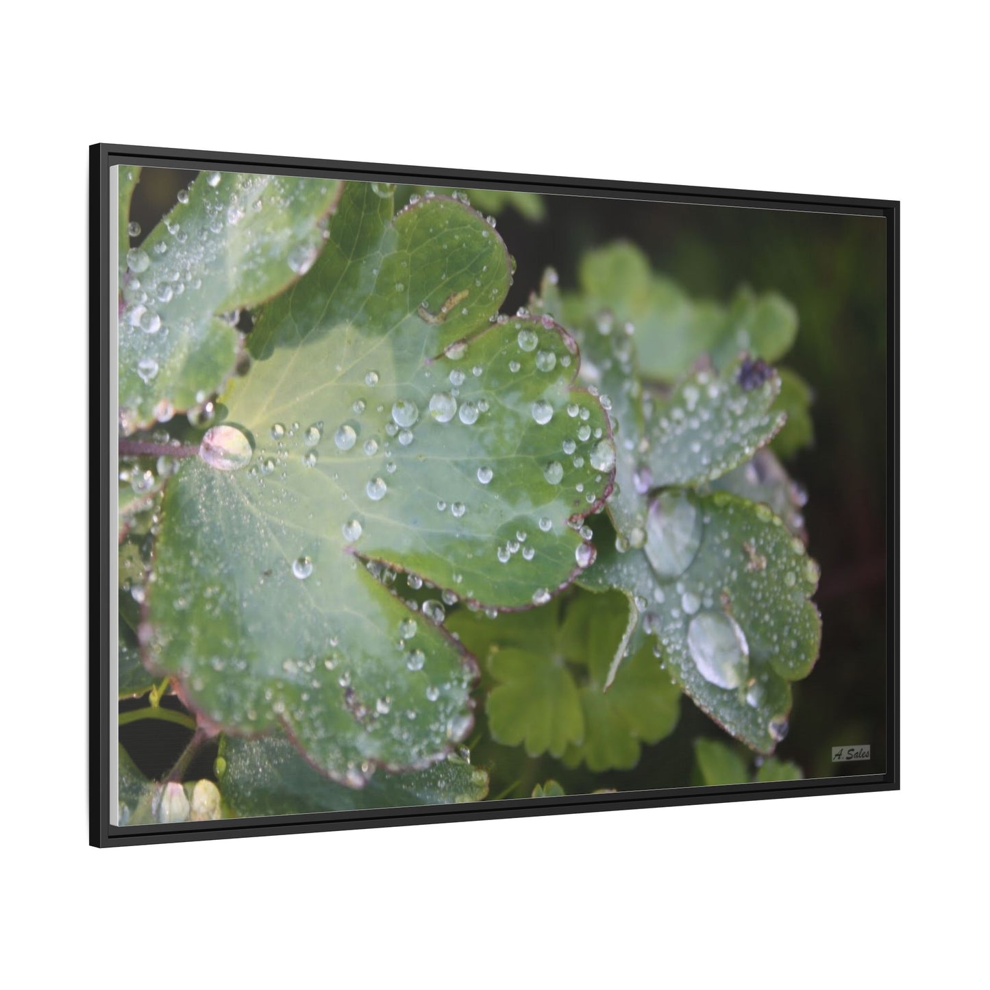 Water and Leaves, Matte Canvas, Black Frame