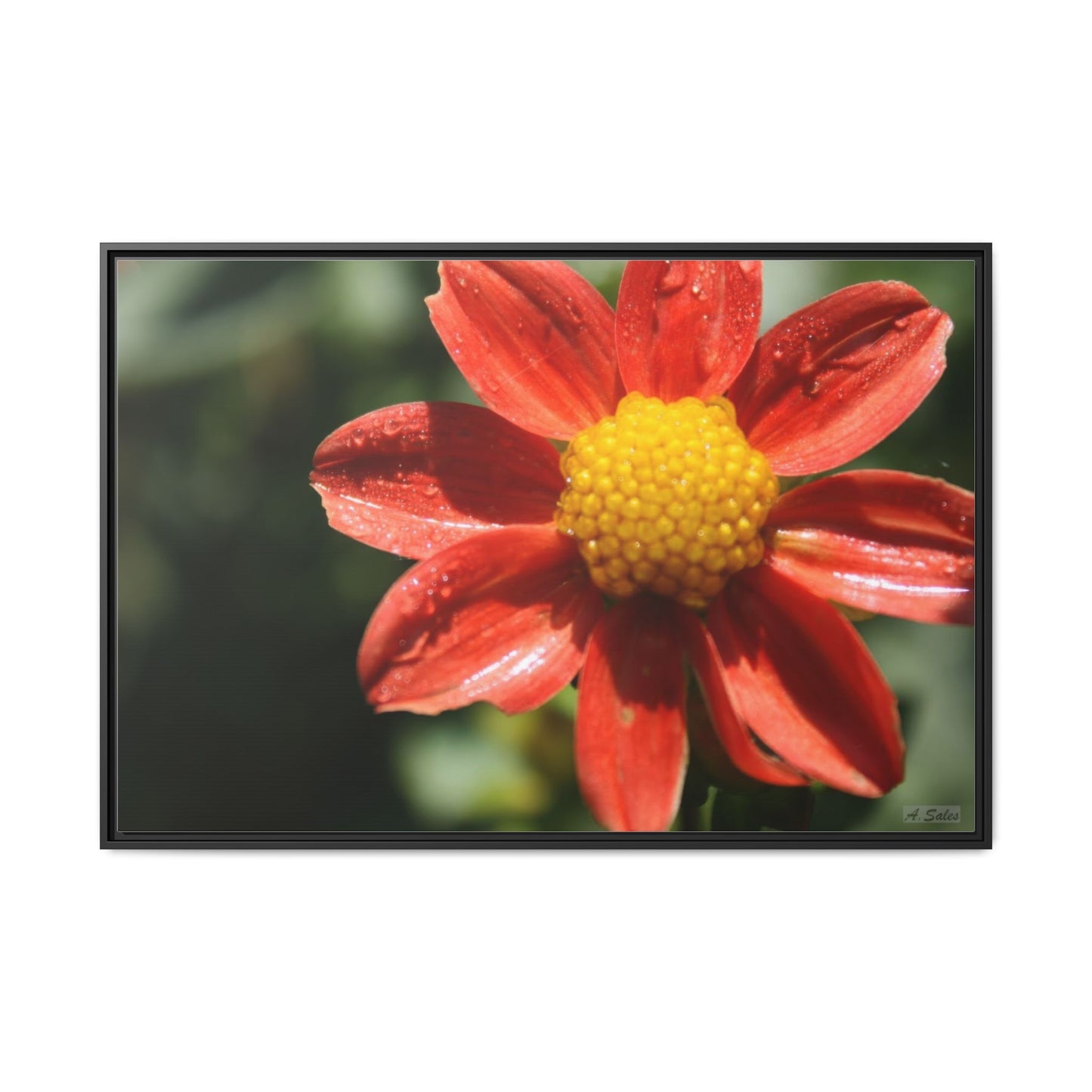 Orange Flower, Matte Canvas, Black Frame