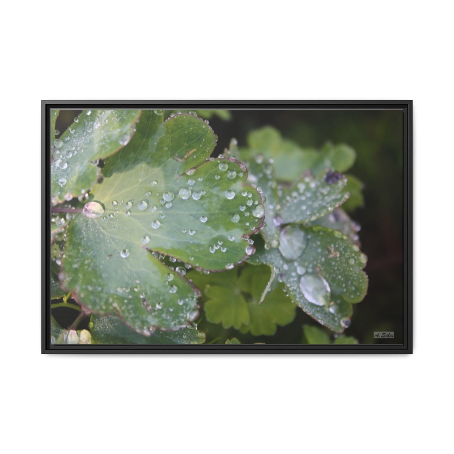 Water and Leaves, Matte Canvas, Black Frame