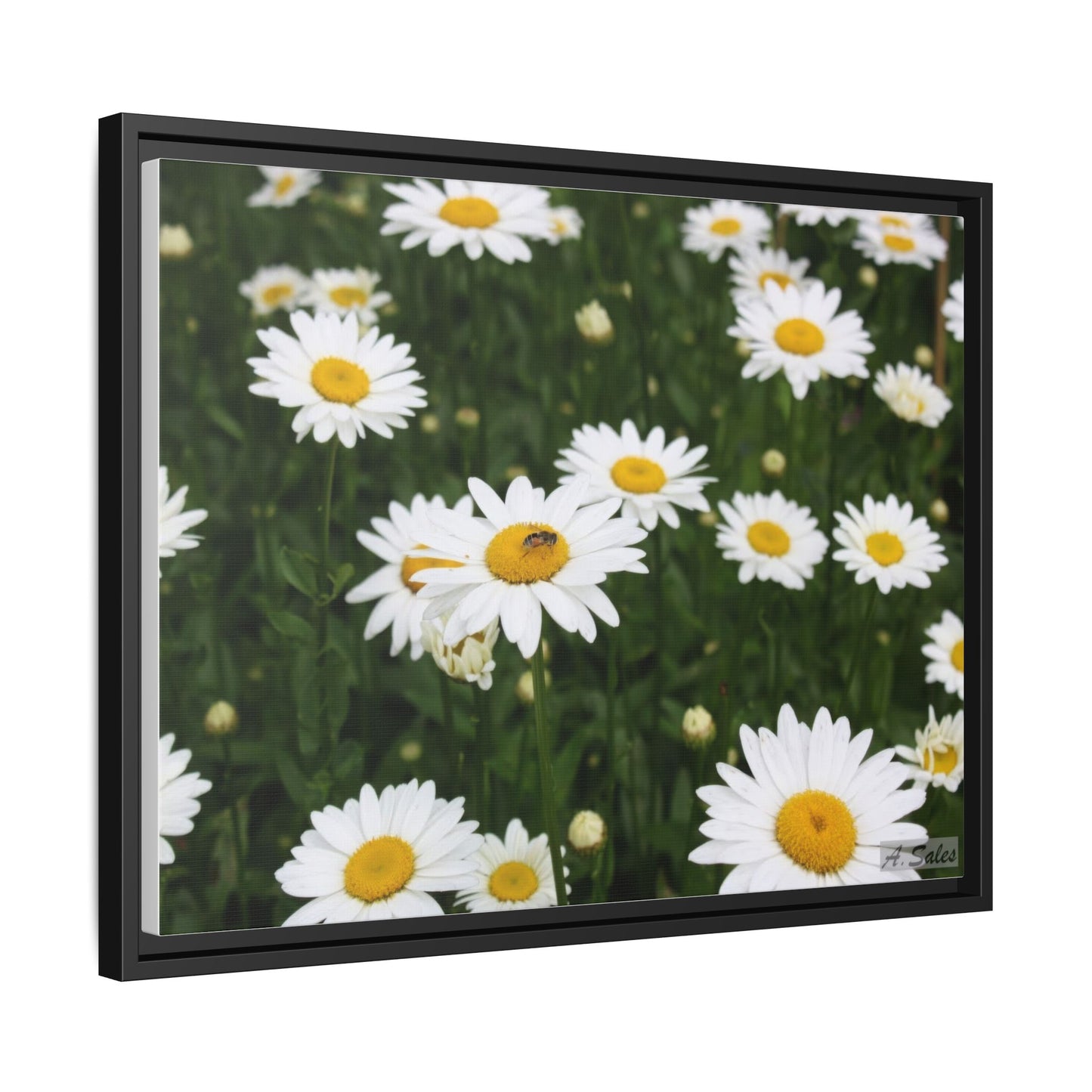 Field of Daisies, Matte Canvas, Black Frame