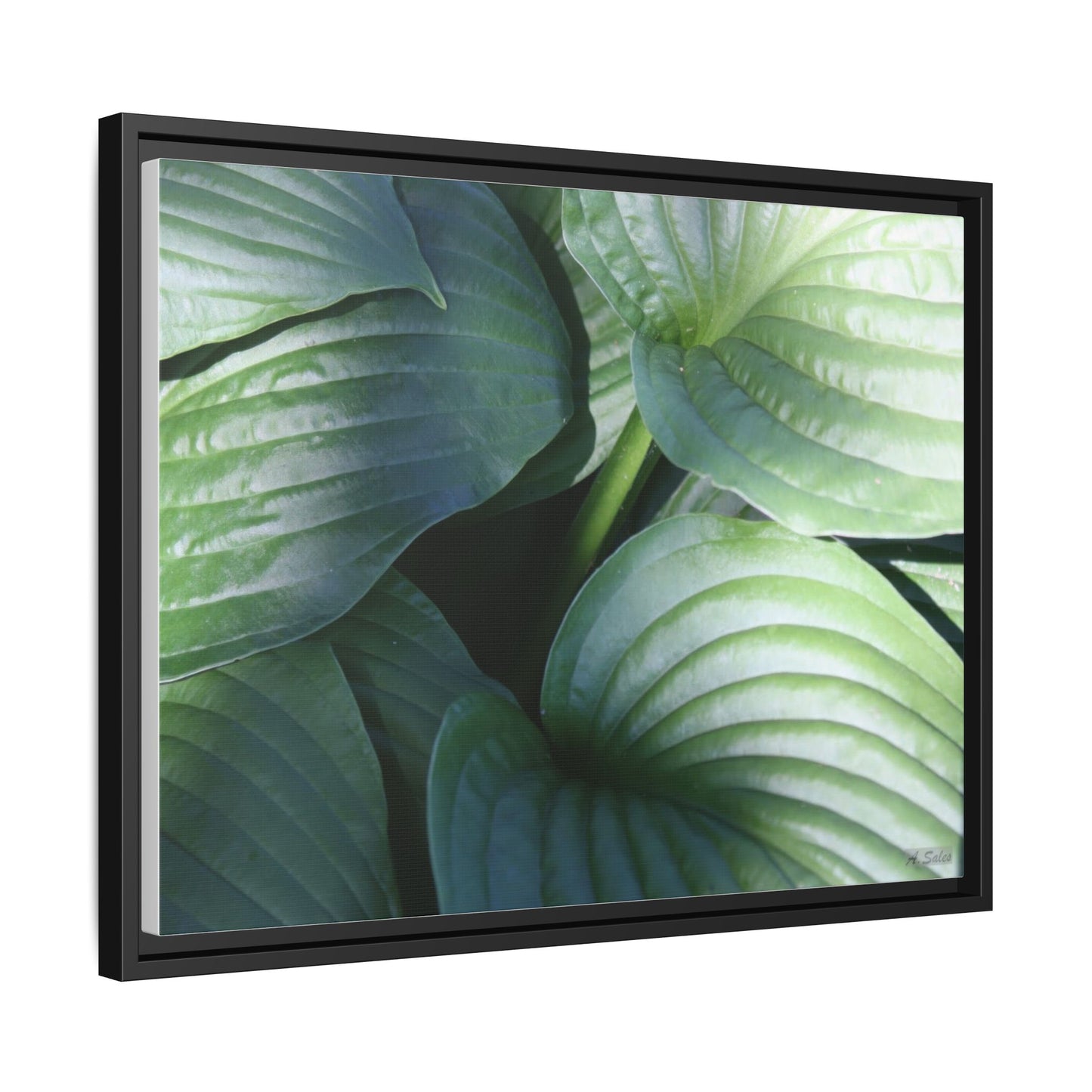 Leaves, Matte Canvas, Black Frame