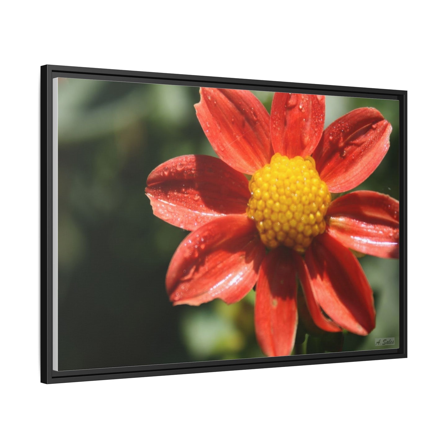 Orange Flower, Matte Canvas, Black Frame