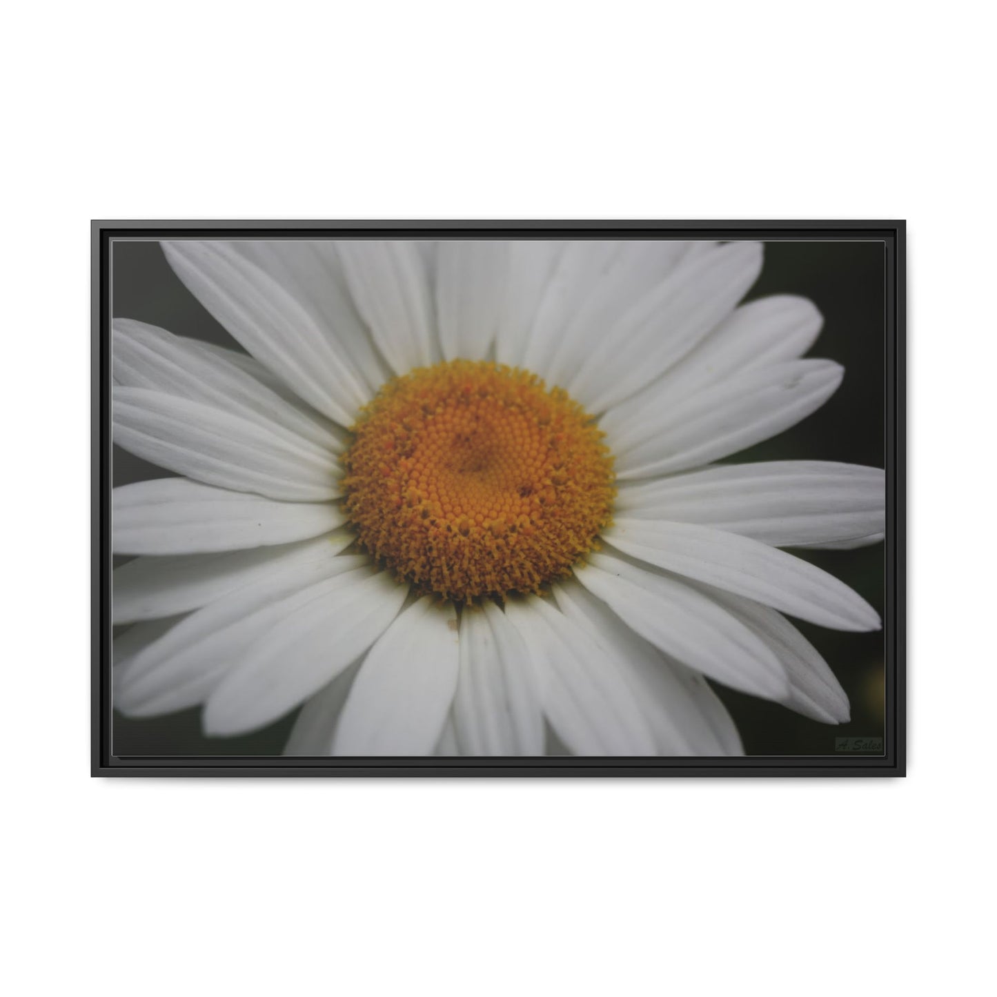 Daisy, Matte Canvas, Black Frame