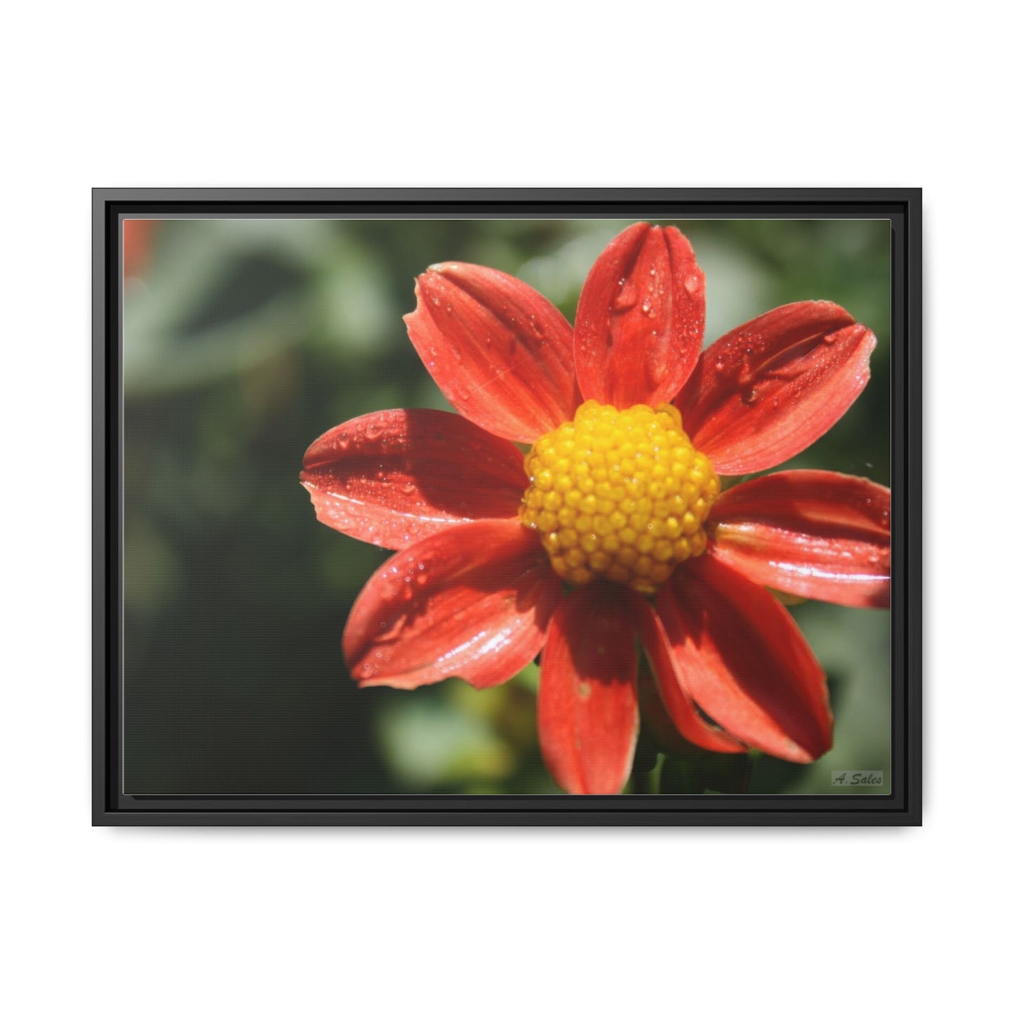 Orange Flower, Matte Canvas, Black Frame