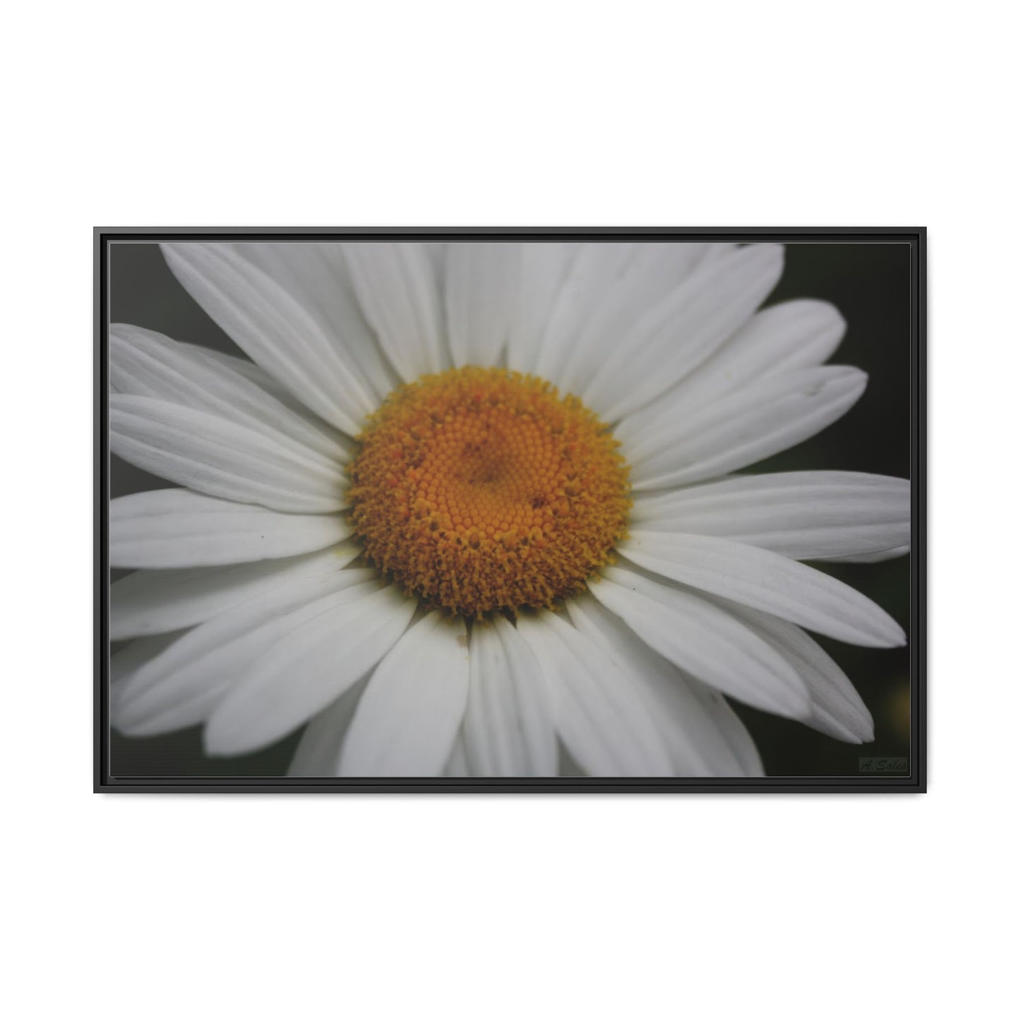 Daisy, Matte Canvas, Black Frame