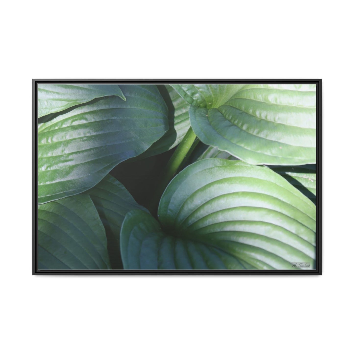 Leaves, Matte Canvas, Black Frame