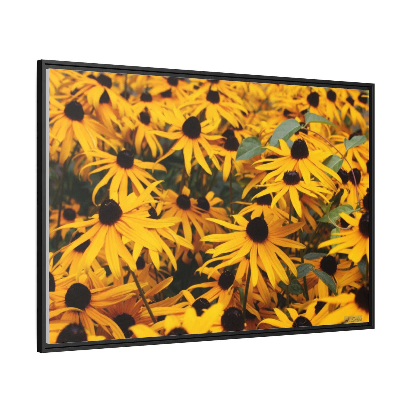 Black Eyed Susans, Matte Canvas, Black Frame