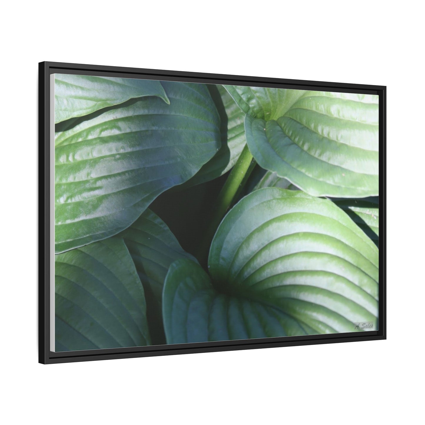 Leaves, Matte Canvas, Black Frame