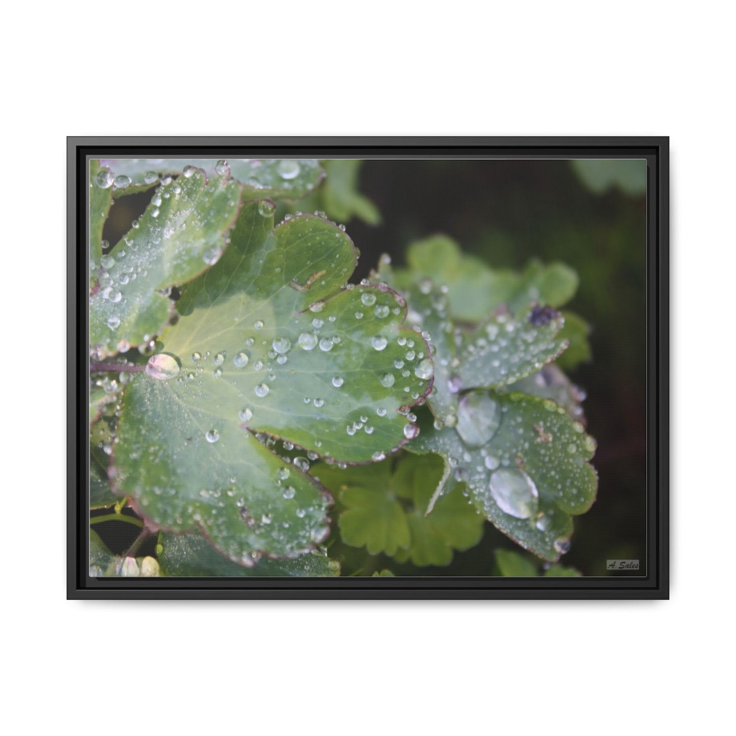 Water and Leaves, Matte Canvas, Black Frame