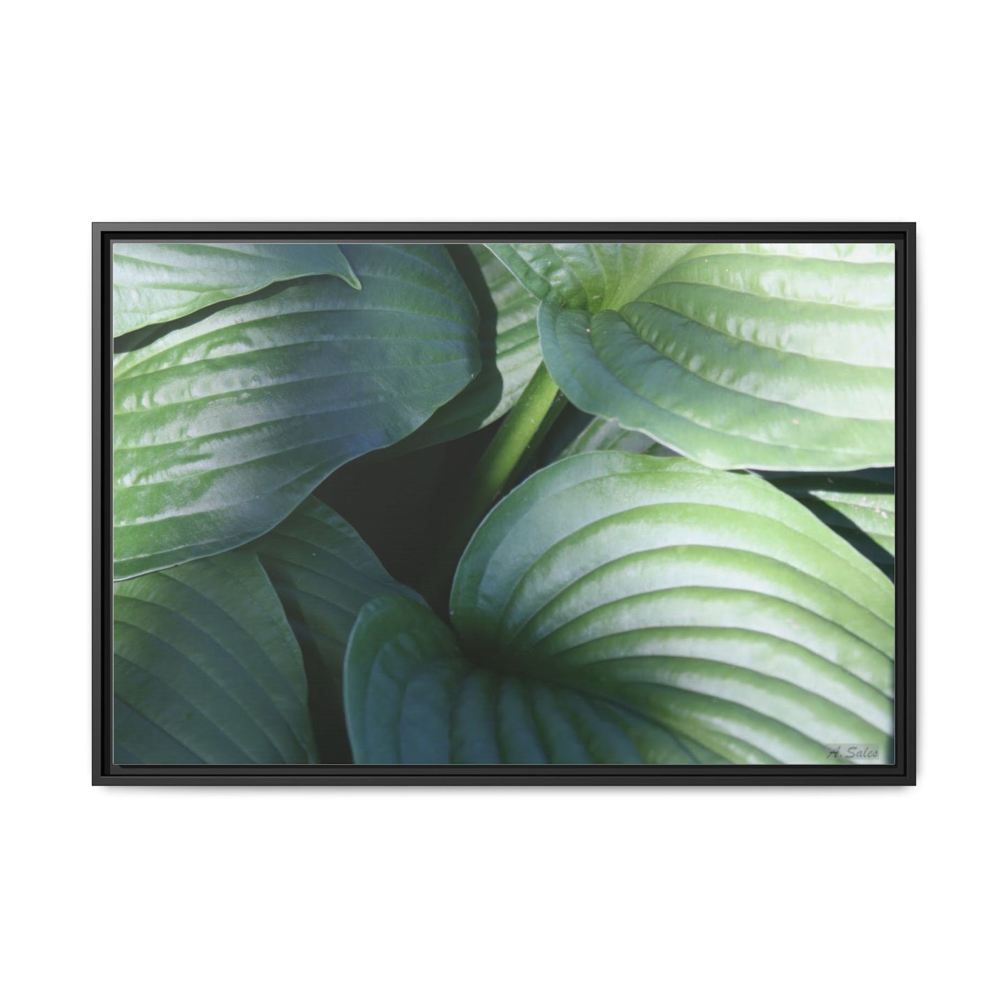 Leaves, Matte Canvas, Black Frame