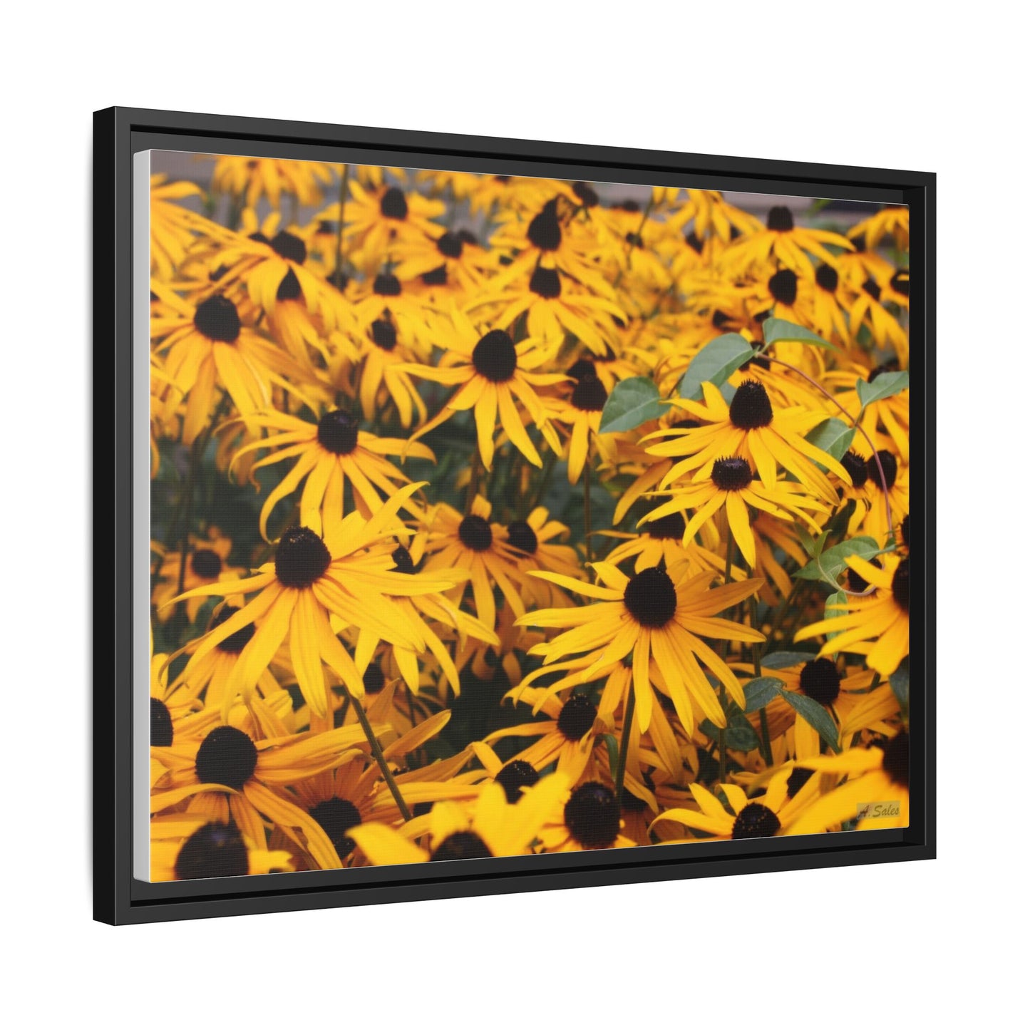 Black Eyed Susans, Matte Canvas, Black Frame