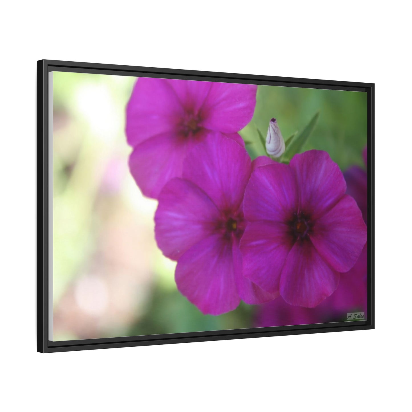 Magenta Flower, Matte Canvas, Black Frame