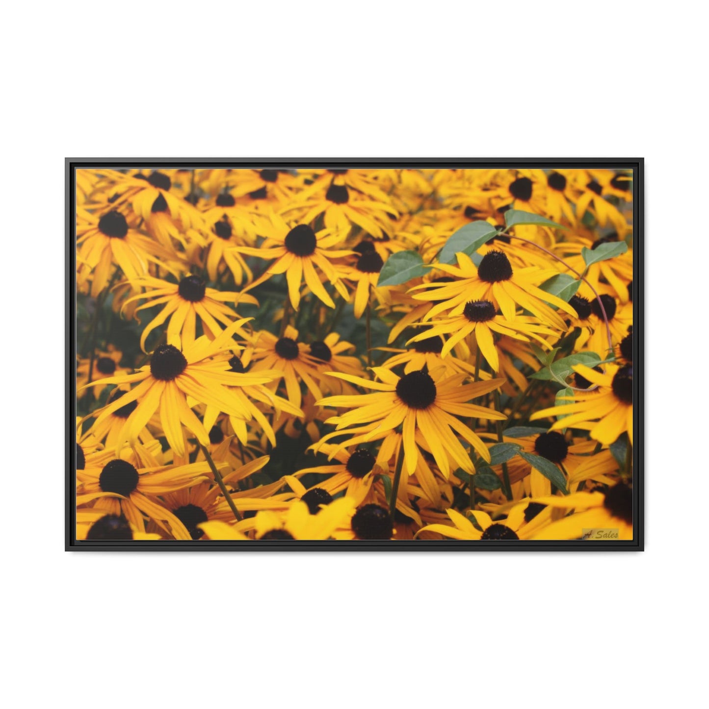 Black Eyed Susans, Matte Canvas, Black Frame