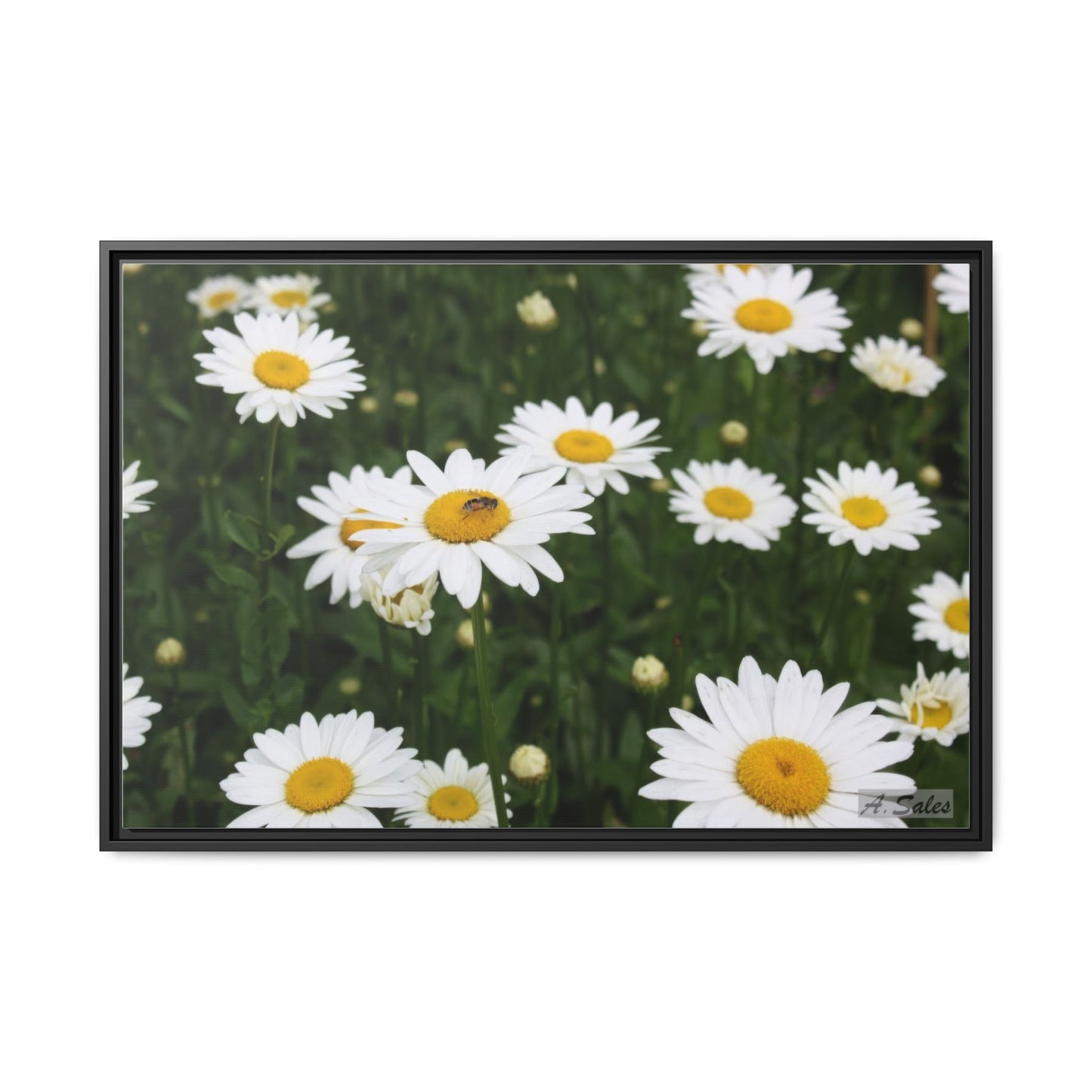 Field of Daisies, Matte Canvas, Black Frame