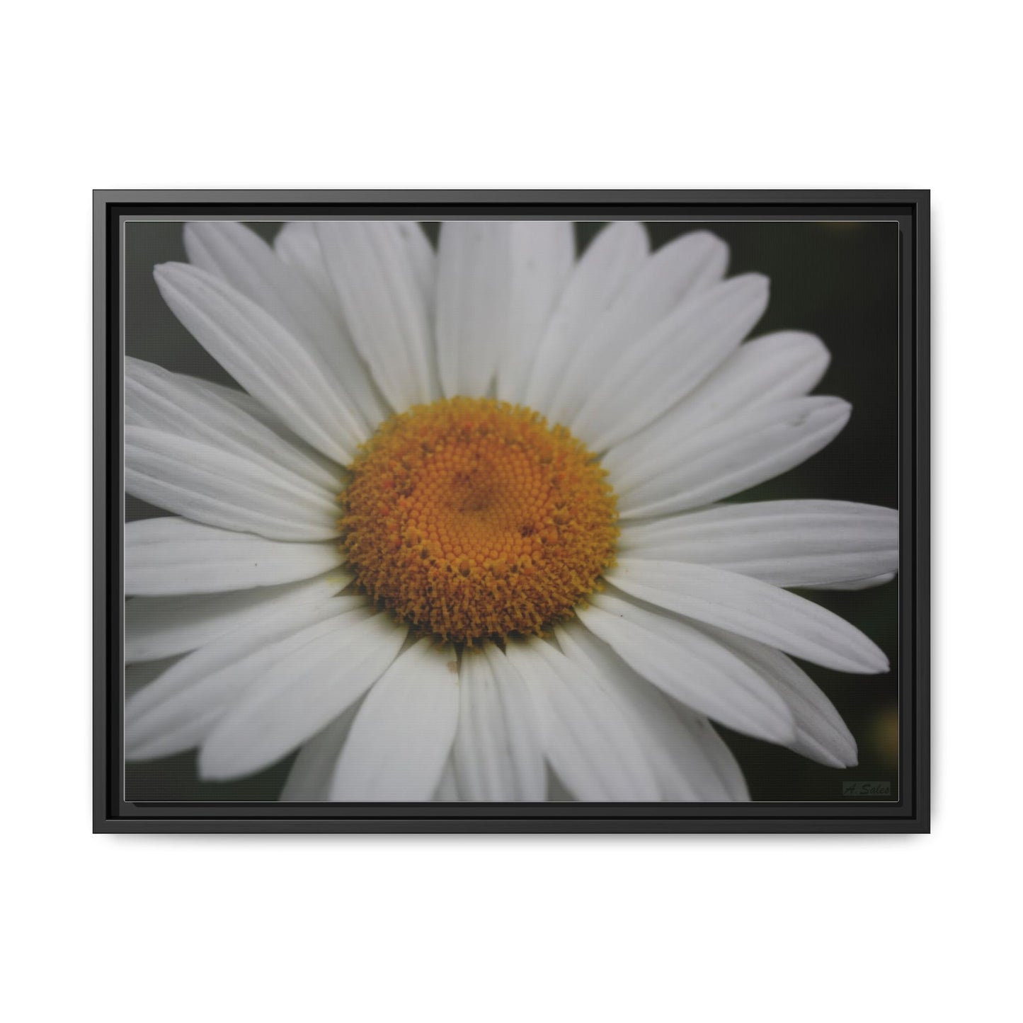Daisy, Matte Canvas, Black Frame