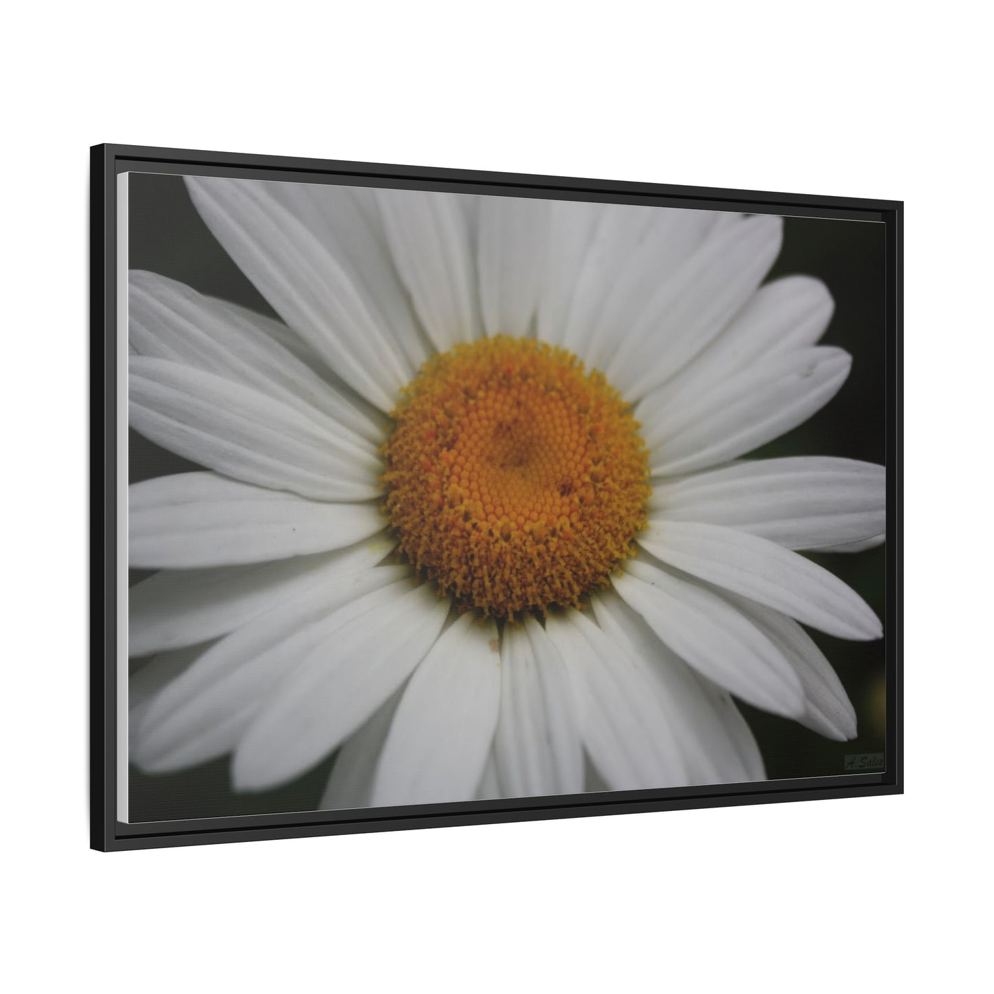 Daisy, Matte Canvas, Black Frame