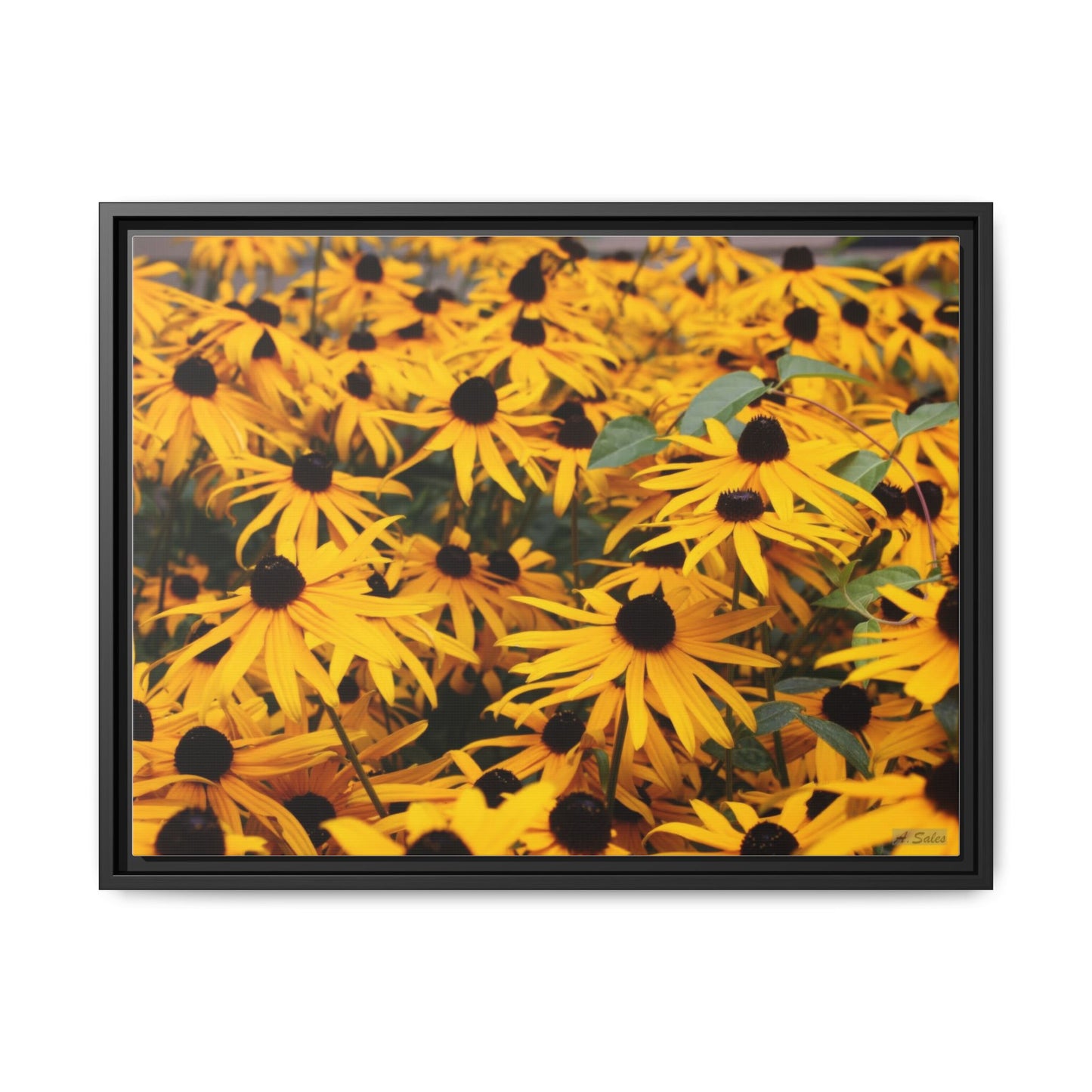 Black Eyed Susans, Matte Canvas, Black Frame