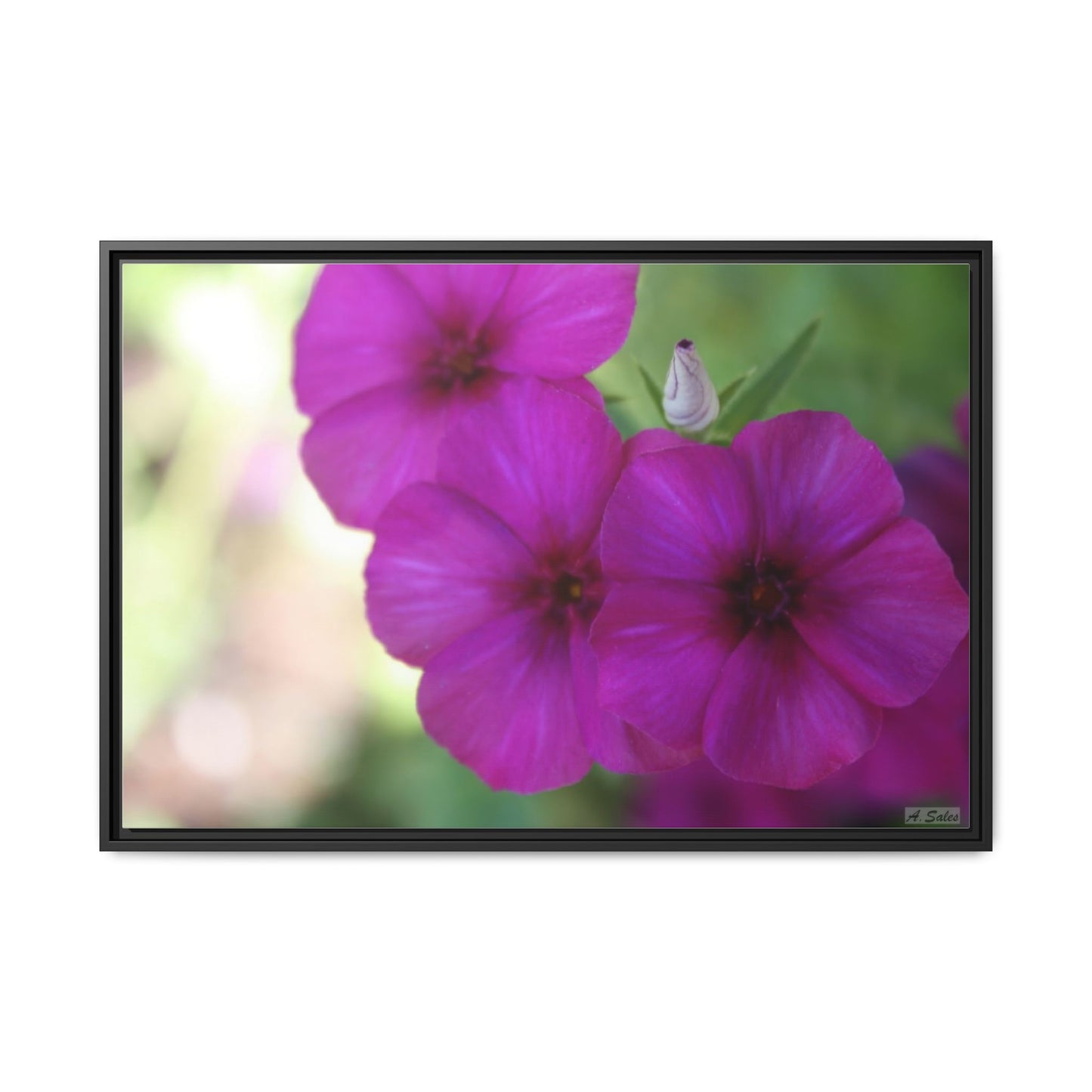 Magenta Flower, Matte Canvas, Black Frame