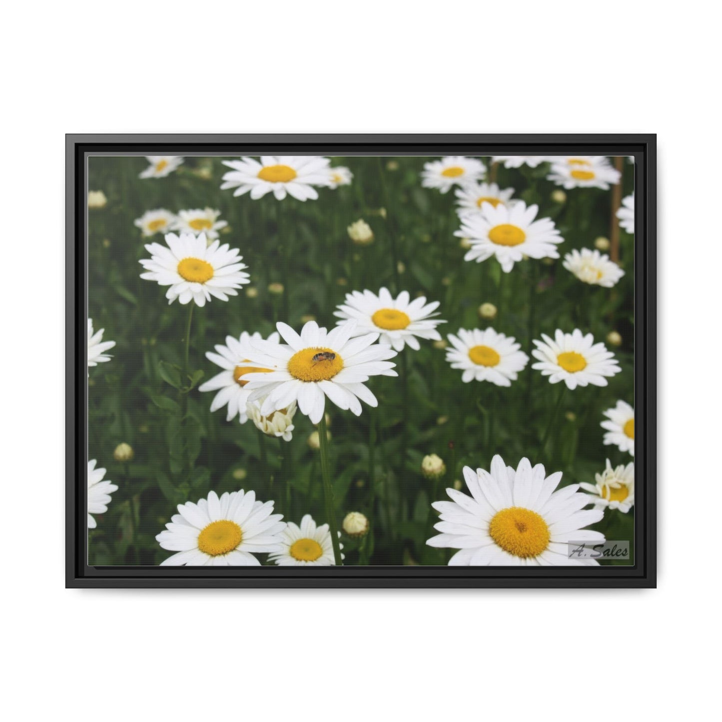 Field of Daisies, Matte Canvas, Black Frame