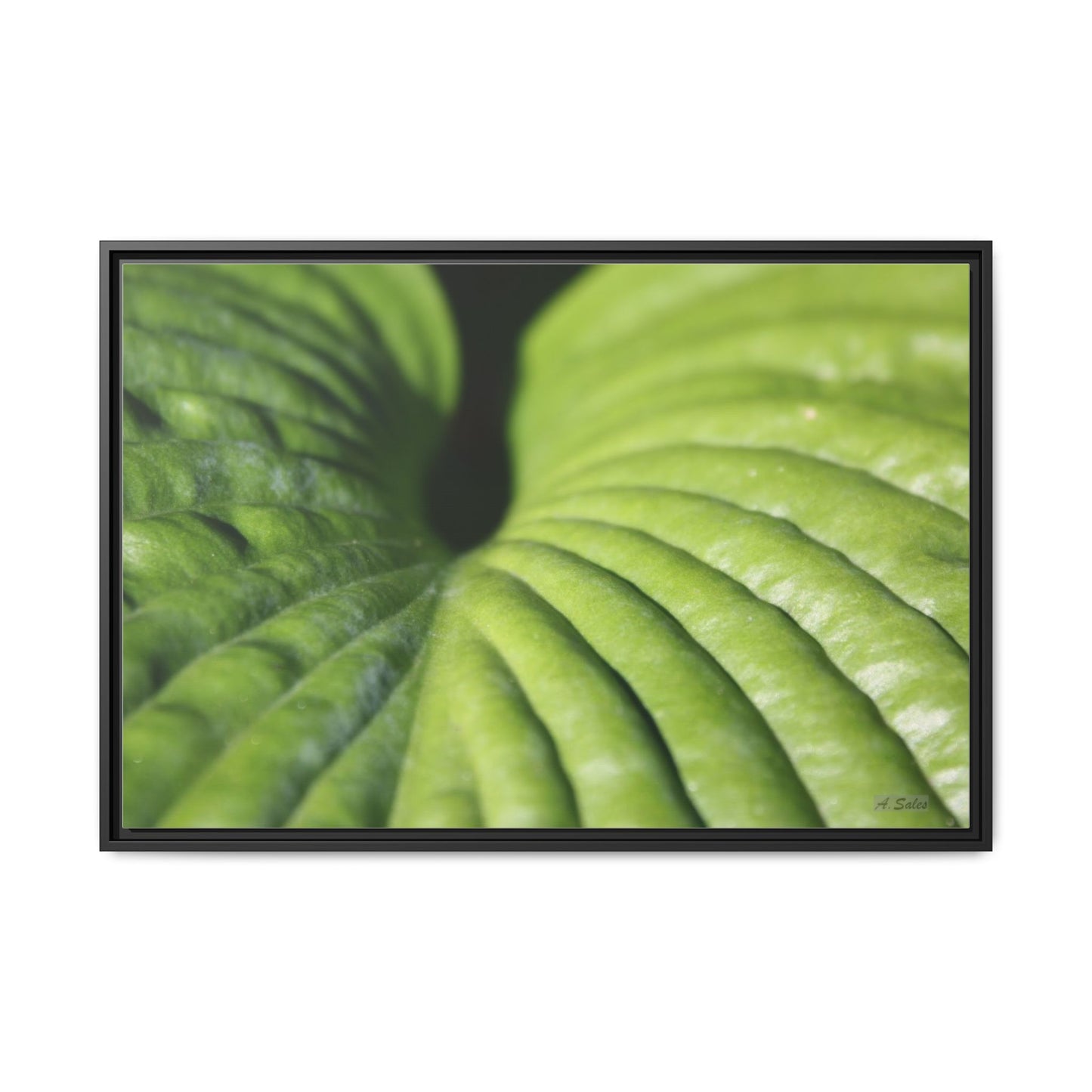 Leaf, Matte Canvas, Black Frame