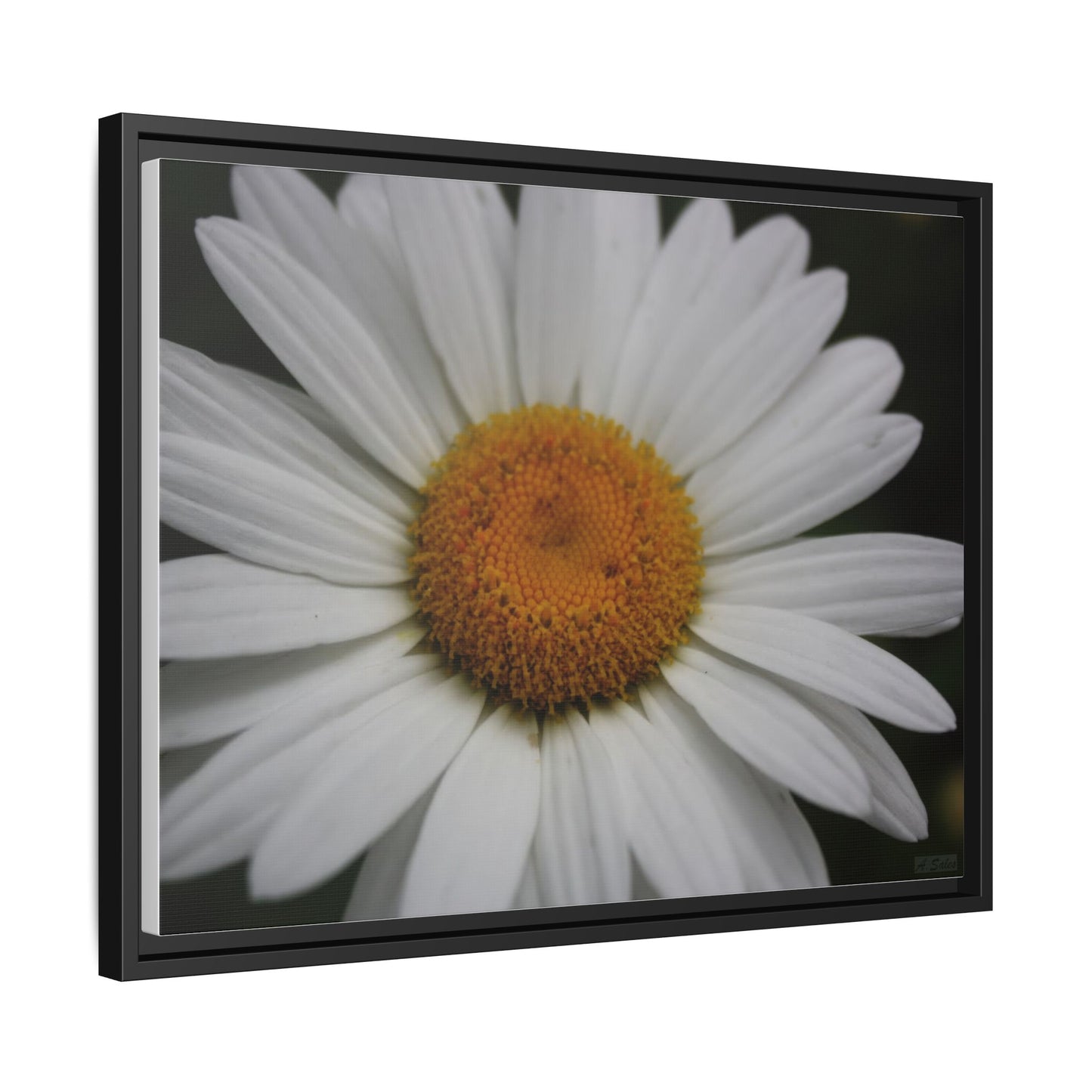 Daisy, Matte Canvas, Black Frame