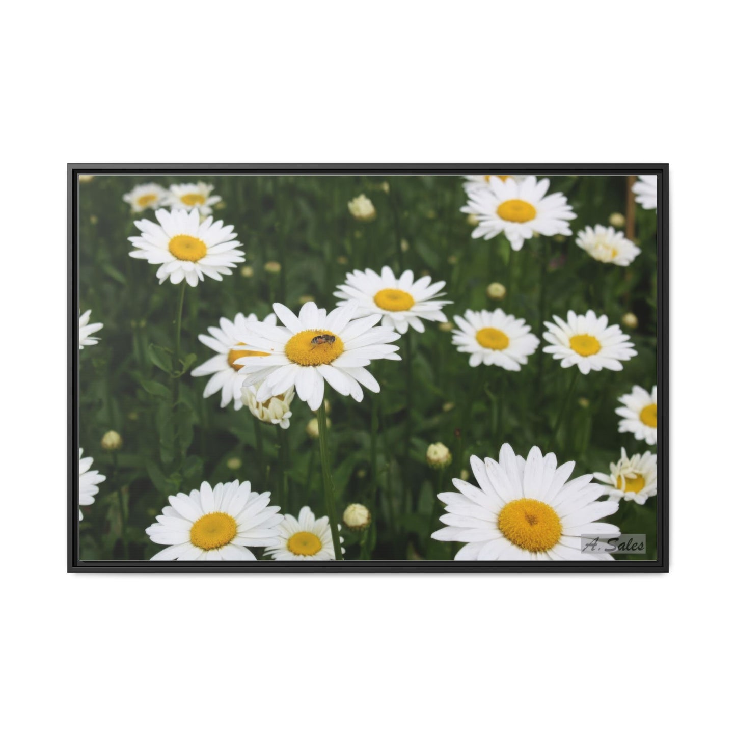 Field of Daisies, Matte Canvas, Black Frame