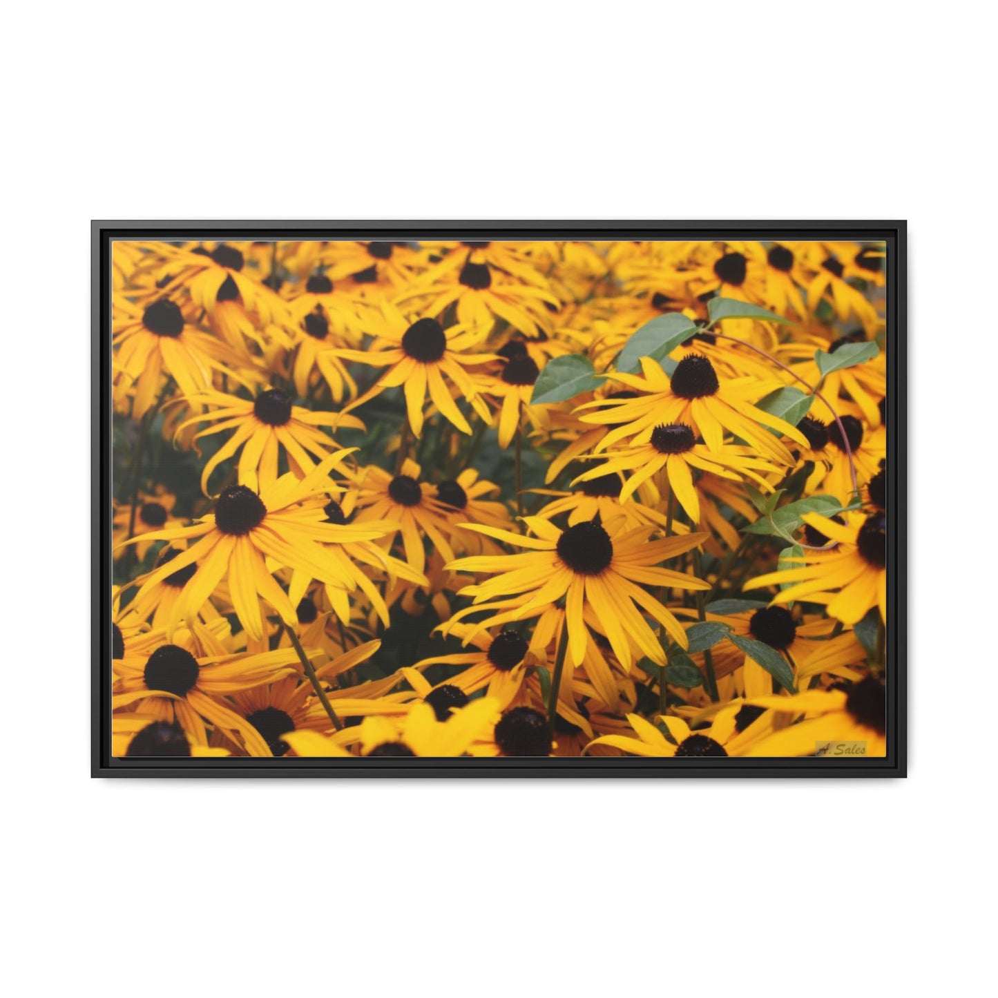 Black Eyed Susans, Matte Canvas, Black Frame