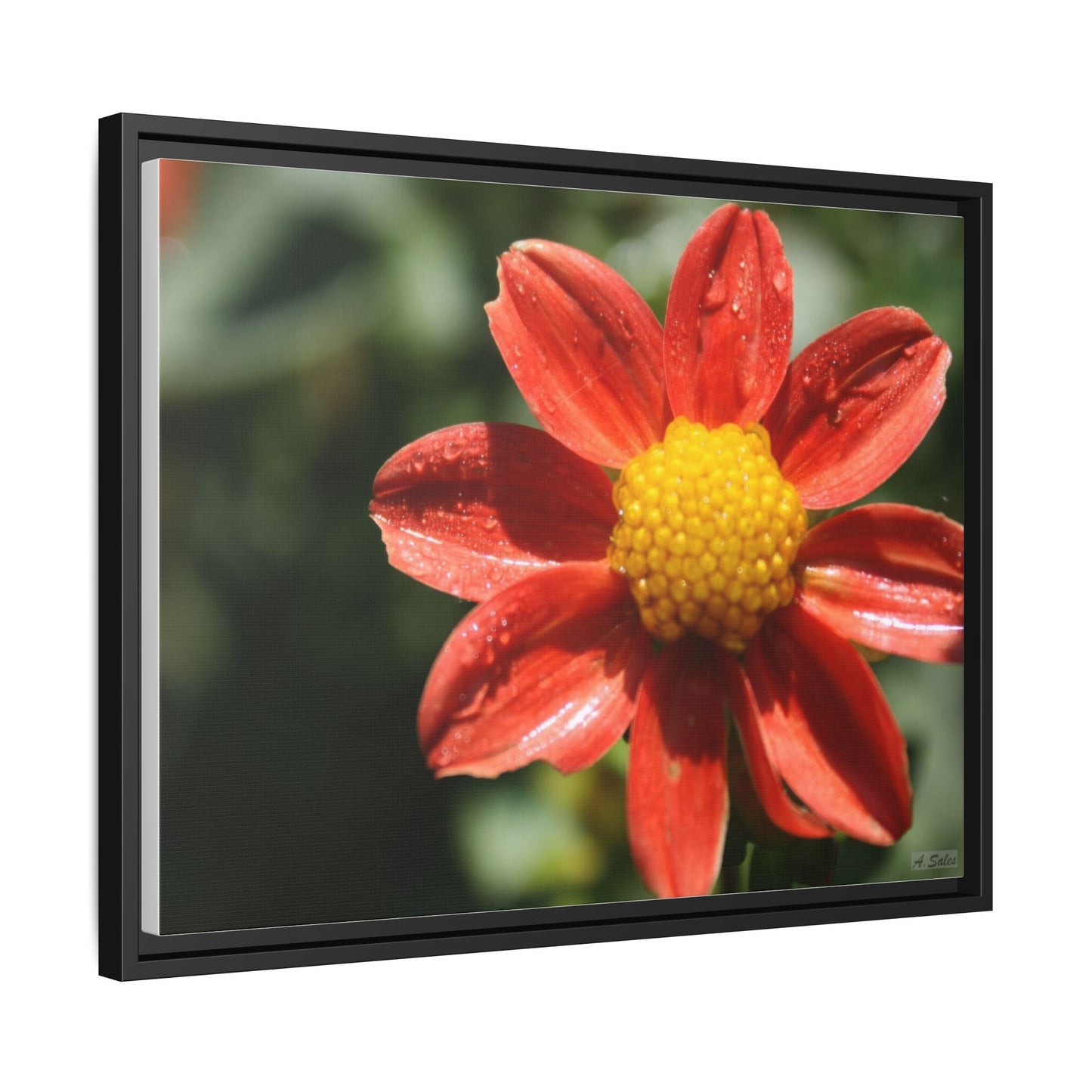 Orange Flower, Matte Canvas, Black Frame