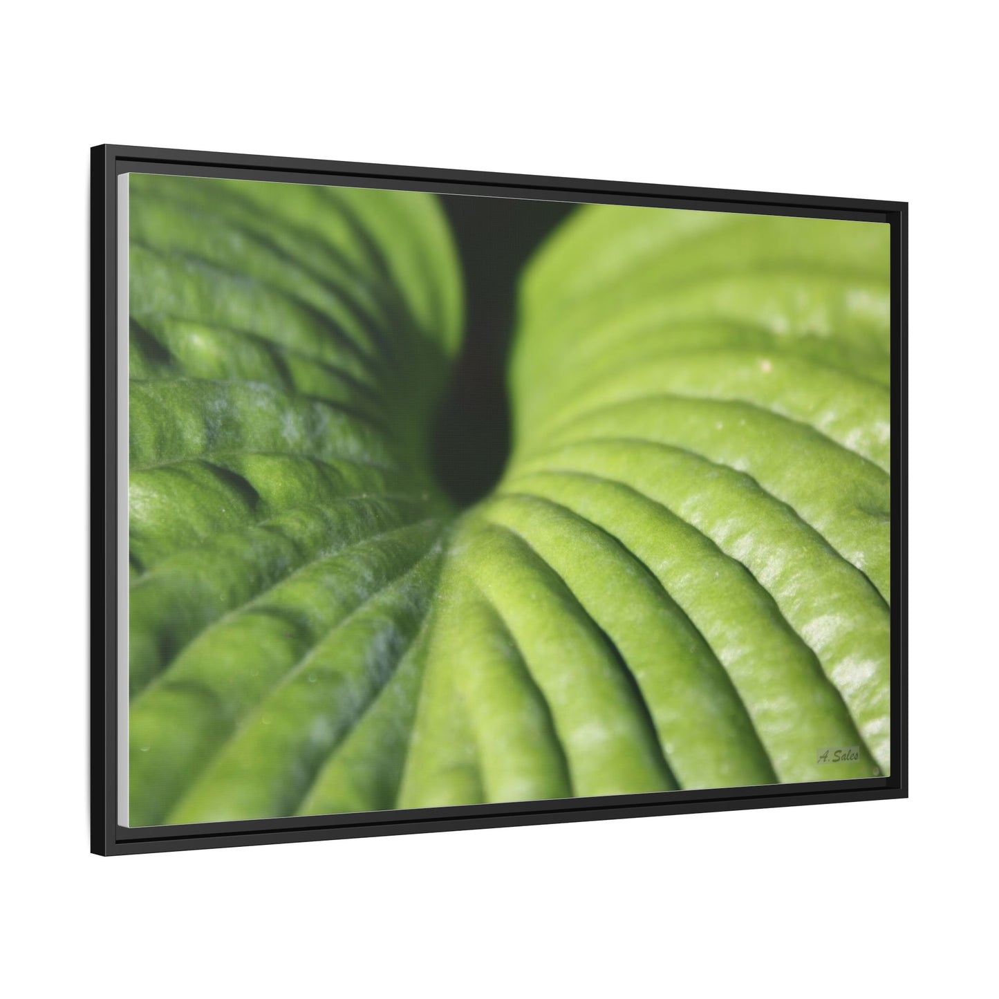 Leaf, Matte Canvas, Black Frame