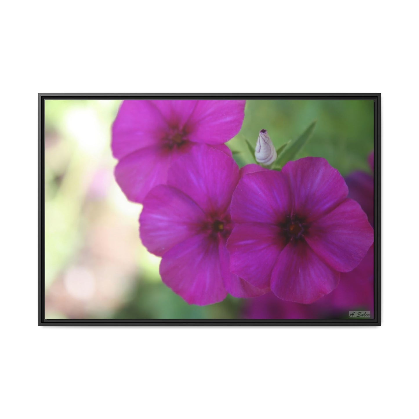 Magenta Flower, Matte Canvas, Black Frame