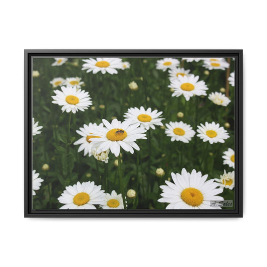 Field of Daisies, Matte Canvas, Black Frame