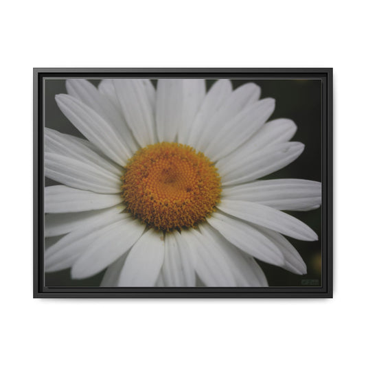 Daisy, Matte Canvas, Black Frame