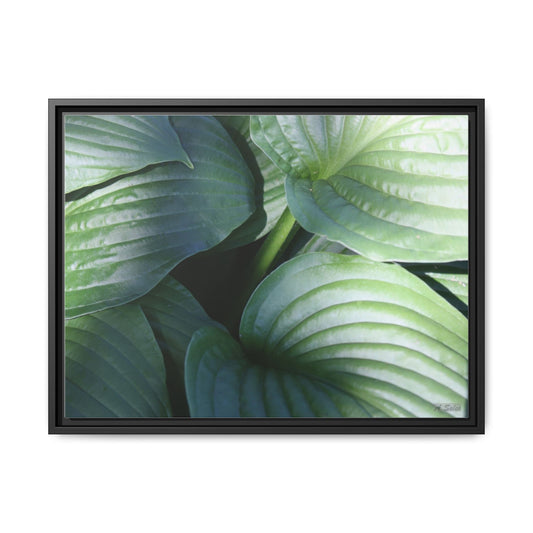 Leaves, Matte Canvas, Black Frame