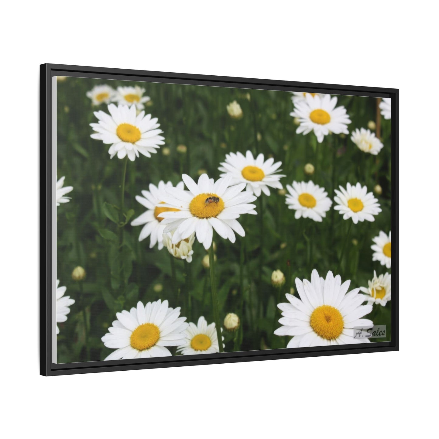 Field of Daisies, Matte Canvas, Black Frame